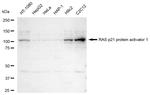 RASA1 Antibody in Western Blot (WB)