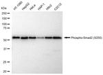 Phospho-SMAD2 (Ser250) Antibody in Western Blot (WB)