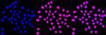 SMARCC1 Antibody in Immunocytochemistry (ICC/IF)