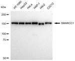 SMARCC1 Antibody in Western Blot (WB)