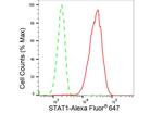 STAT1 Antibody in Flow Cytometry (Flow)