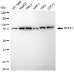 STAT1 Antibody in Western Blot (WB)