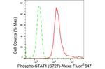 Phospho-STAT1 (Ser727) Antibody in Flow Cytometry (Flow)