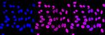 Phospho-STAT1 (Ser727) Antibody in Immunocytochemistry (ICC/IF)