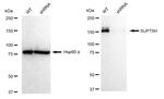 SPT5 Antibody