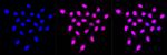 TRIM24 Antibody in Immunocytochemistry (ICC/IF)