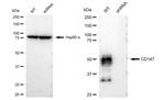 CD147 Antibody