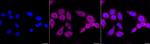 ATG4C Antibody in Immunocytochemistry (ICC/IF)