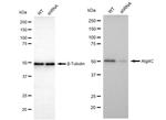 ATG4C Antibody