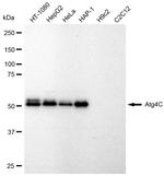 ATG4C Antibody in Western Blot (WB)