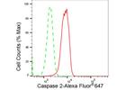 Caspase 2 Antibody in Flow Cytometry (Flow)