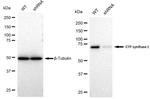 CTPS Antibody