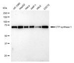 CTPS Antibody in Western Blot (WB)