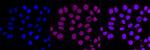 Nicastrin Antibody in Immunocytochemistry (ICC/IF)