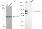 Nicastrin Antibody