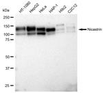 Nicastrin Antibody in Western Blot (WB)