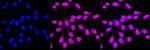 HAUS7 Antibody in Immunocytochemistry (ICC/IF)