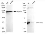 HAUS7 Antibody