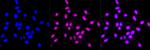 HMGB2 Antibody in Immunocytochemistry (ICC/IF)