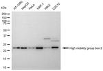 HMGB2 Antibody in Western Blot (WB)