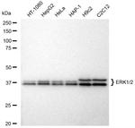 ERK1/ERK2 Antibody in Western Blot (WB)