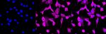 p38 MAPK Antibody in Immunocytochemistry (ICC/IF)