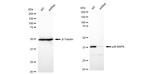 p38 MAPK Antibody