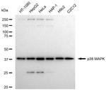 p38 MAPK Antibody in Western Blot (WB)