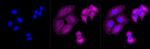 MTAP Antibody in Immunocytochemistry (ICC/IF)