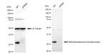 MTAP Antibody