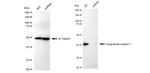 OXGR1 Antibody