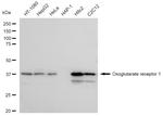 OXGR1 Antibody in Western Blot (WB)