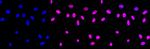 QKI Antibody in Immunocytochemistry (ICC/IF)