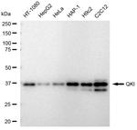 QKI Antibody in Western Blot (WB)