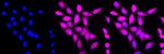 SMS Antibody in Immunocytochemistry (ICC/IF)