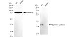 SMS Antibody