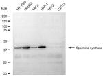 SMS Antibody in Western Blot (WB)