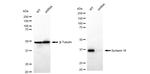 STX16 Antibody