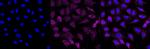 TRIP10 Antibody in Immunocytochemistry (ICC/IF)