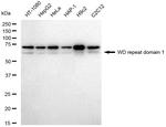 WDR1 Antibody in Western Blot (WB)