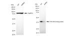 TDP-43 Antibody