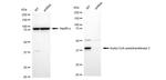 ACAT2 Antibody