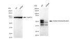 RUNX1/RUNX2/RUNX3 Antibody