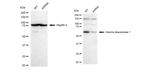 HDAC1 Antibody