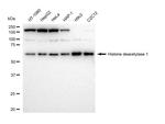 HDAC1 Antibody in Western Blot (WB)