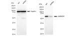 hnRNP K Antibody