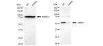 LMAN1 Antibody