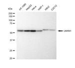 LMAN1 Antibody in Western Blot (WB)