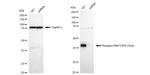 Phospho-PBK (Thr9) Antibody