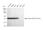 Phospho-PBK (Thr9) Antibody in Western Blot (WB)